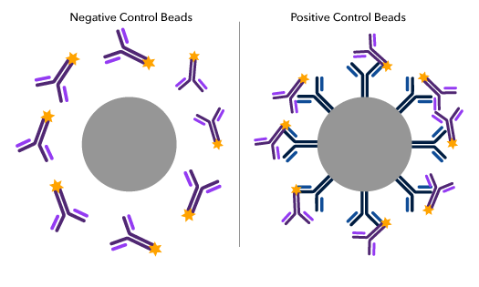 Dot plots showing activated human CD3+ T-cells stained with antibodies against hCD4 A700 and hCD25 APC, with and without compensation.