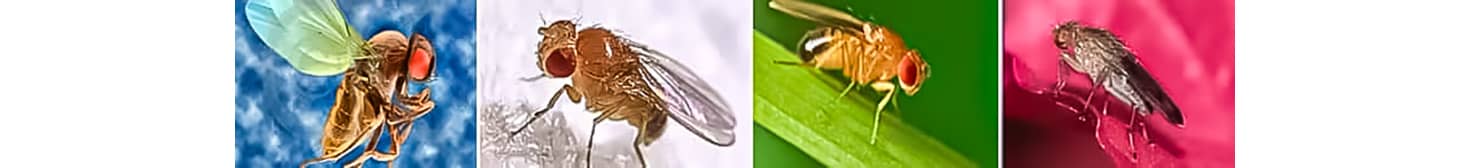 drosophila banner