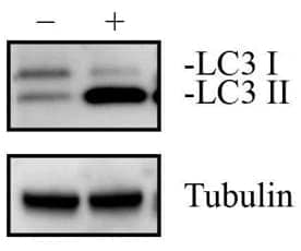 lc31 Tubulin