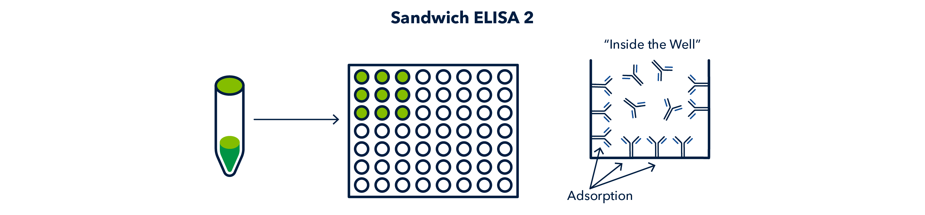 Sandwich ELISA 2 Figure