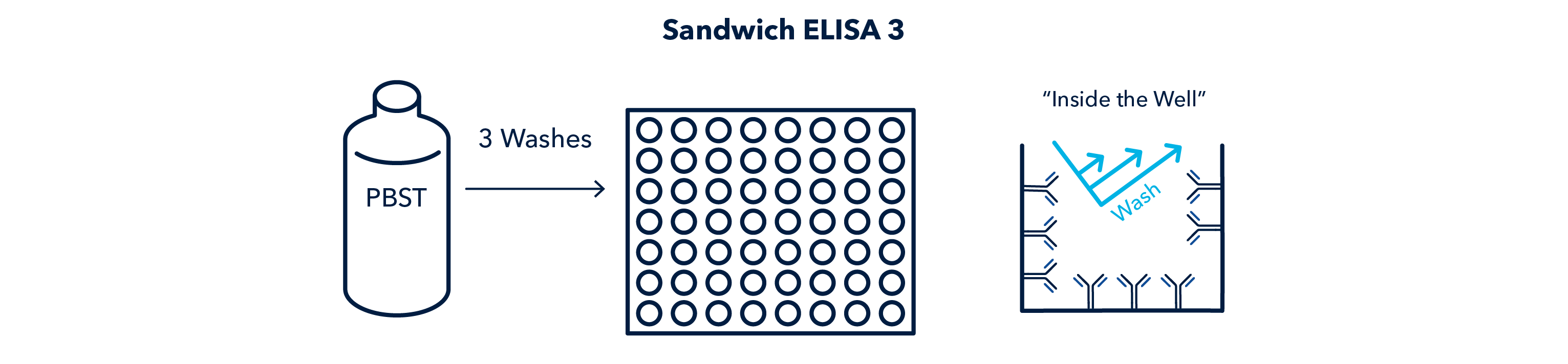 Sandwich ELISA 3 Figure