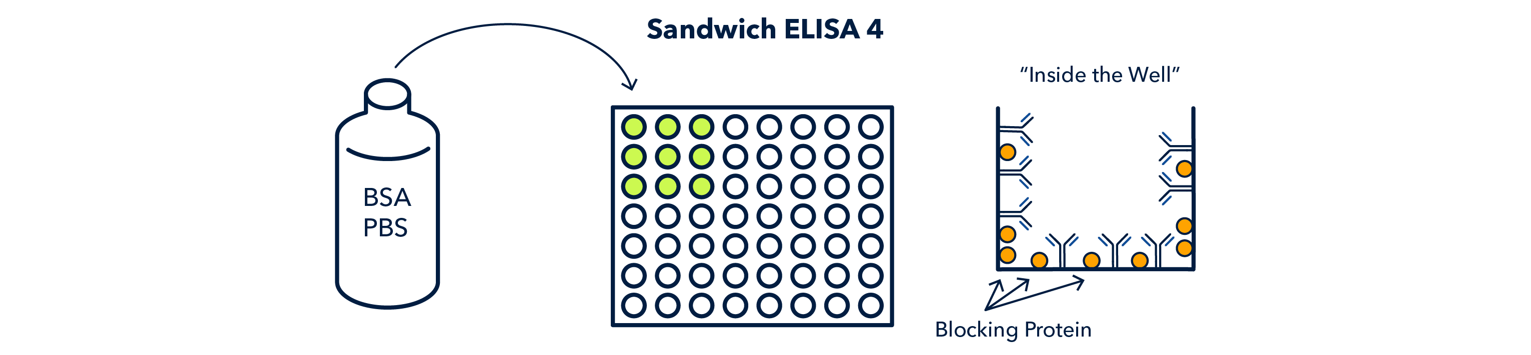 Sandwich ELISA 4 Figure