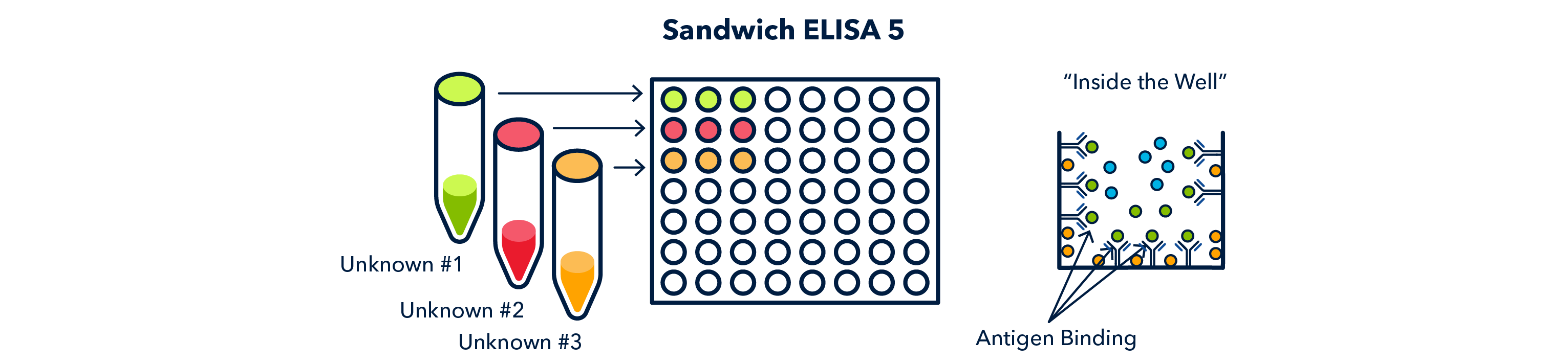 Sandwich ELISA 5 Figure