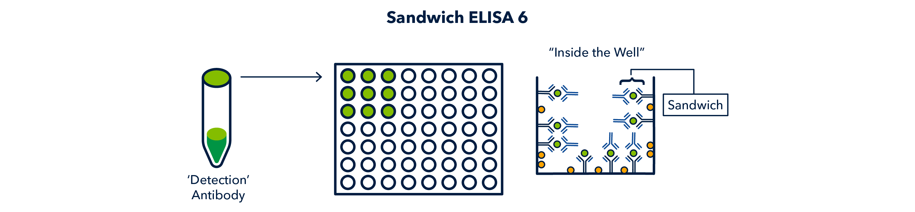 Sandwich ELISA 6 Figure