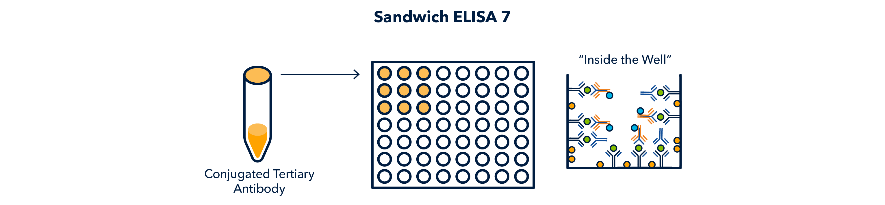 Sandwich ELISA 7 Figure