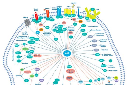 AKT Signaling Pathway Thumbnail