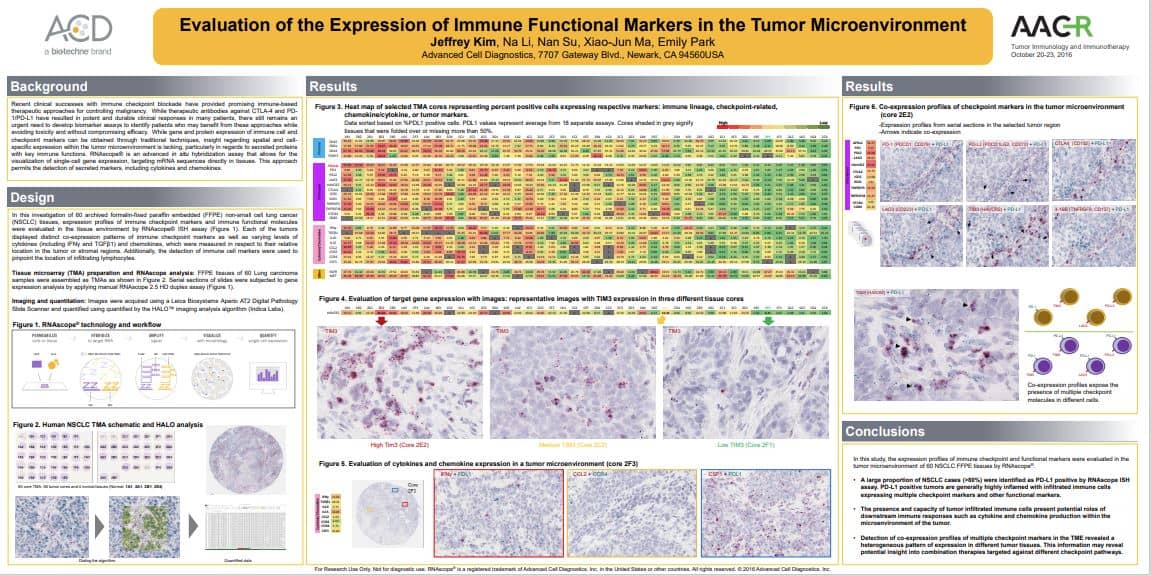 Evaluation of the Expression of Immune Functional Markers in the Tumor Microenvironment