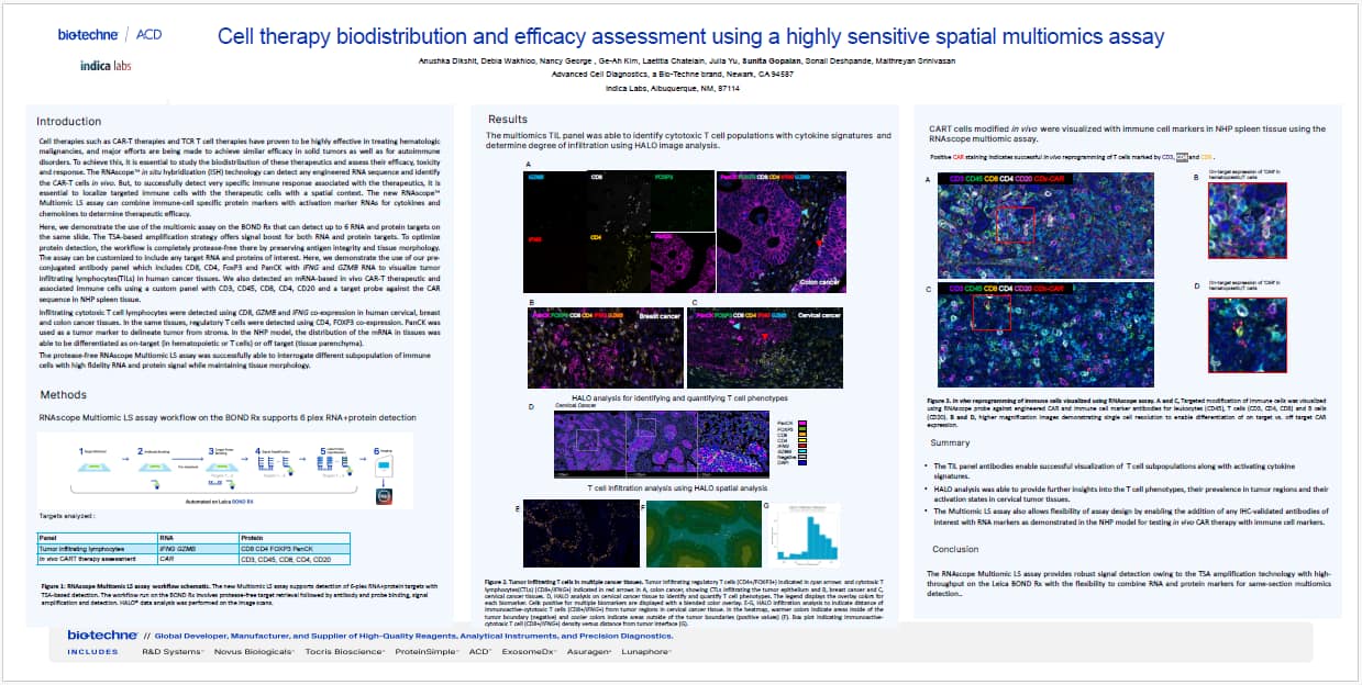 ASGCT 2025 Poster 2 - Cell Therapy Biodistribution using RNAscope Multiomic LS