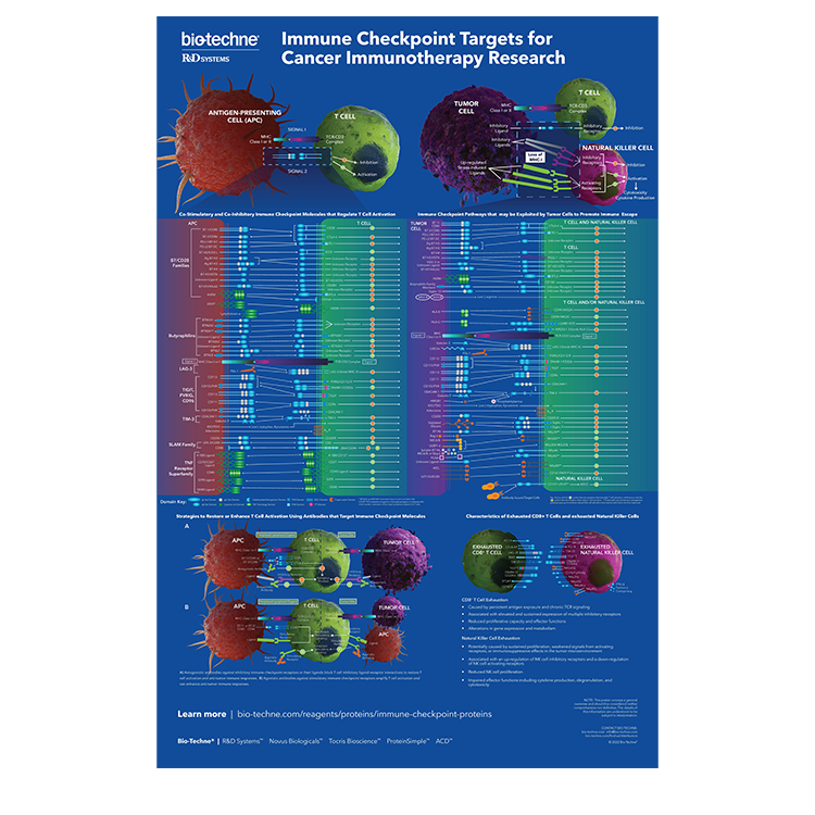 Immune Checkpoint Targets for Cancer Immunotherapy Research Poster