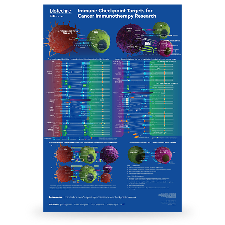 Immune Checkpoint Targets for Cancer Immunotherapy Research Poster