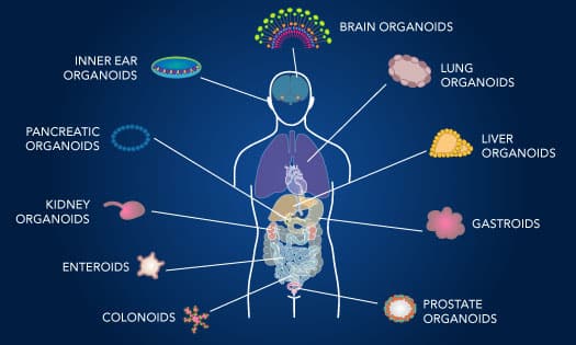 Organoid and 3-D Cell Culture Products Teaser BG