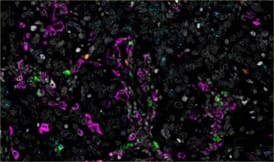 RNAscope Multiomic image