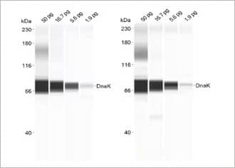 Chemiluminescent detection gives you picogram-level sensitivity