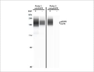 Abby allows you to detect total / phospho targets within the same capillary using RePlex