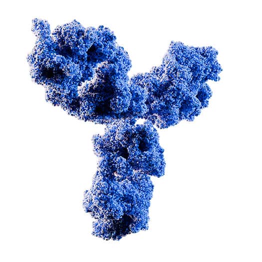 Antibody Structure Img