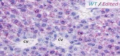 BaseScope gene editing