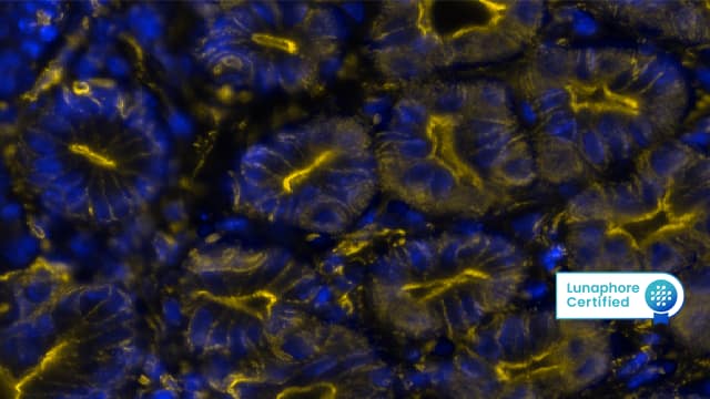 Detection of beta-Actin in Mouse Stomach viaseqIF™ staining on COMET™ 
