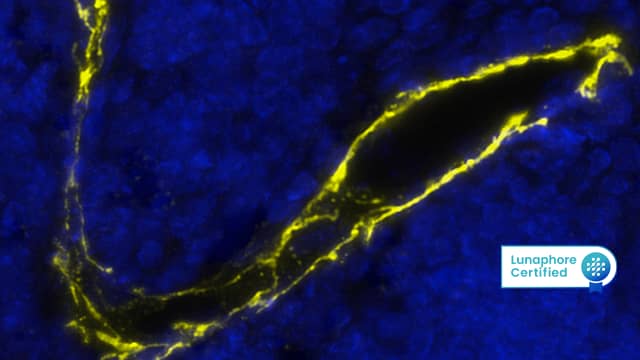 Detection of CD31 in Mouse Thymus via seqIF™ staining on COMET™