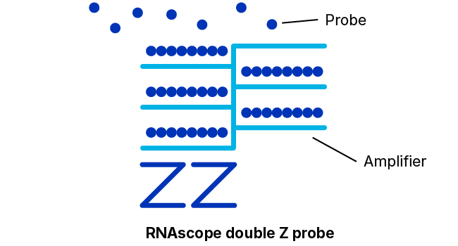 RNAscope amplification and detection