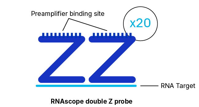 RNAscope probe hybridization