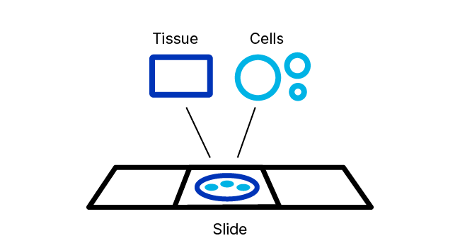 RNAscope pretreatment