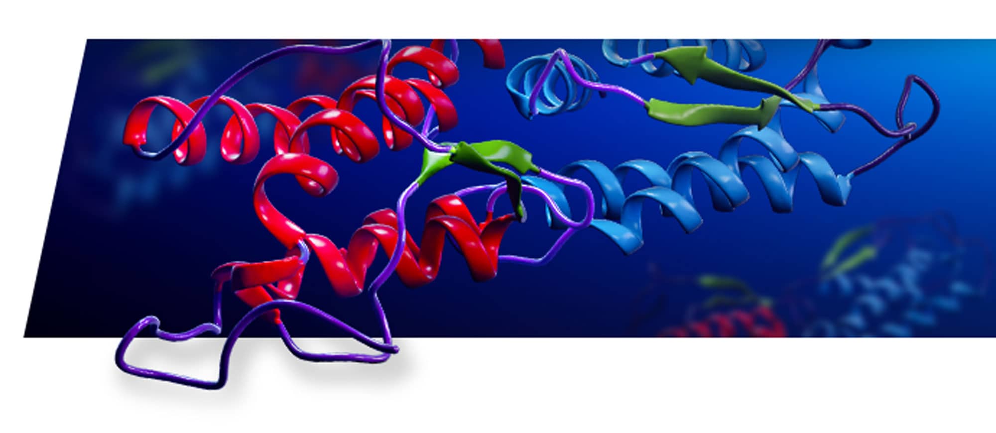 Custom protein services