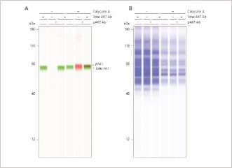 Multiplexed analysis of total AKT and pAKT with total protein normalization using Jess