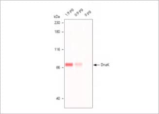 Jess offers market-leading protein detection sensitivity for Western blotting workflows with low pg sensitivity
