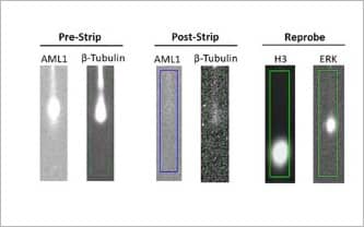 Simultaneously detect 12+ proteins in your sample, all at the single-cell level