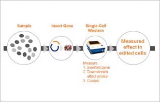 Milo can quantify the percentage of cells in your sample that express an inserted gene, even in low efficiency systems