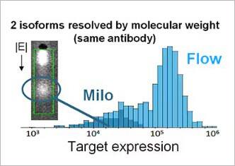 Milo's molecular weight sizing step can resolve protein isoforms that differ in molecular weight