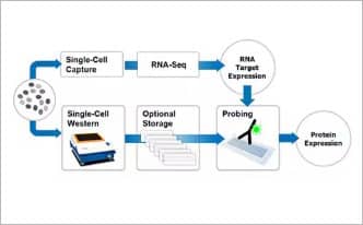 Use conventional western antibodies to validate your single-cell RNA-seq data with single-cell protein data