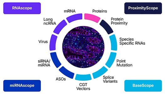 See more of RNAscope graphic