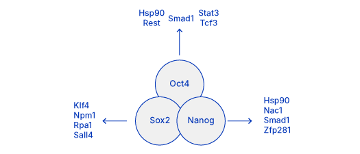 How Core Pluripotency Factors Work Diagram