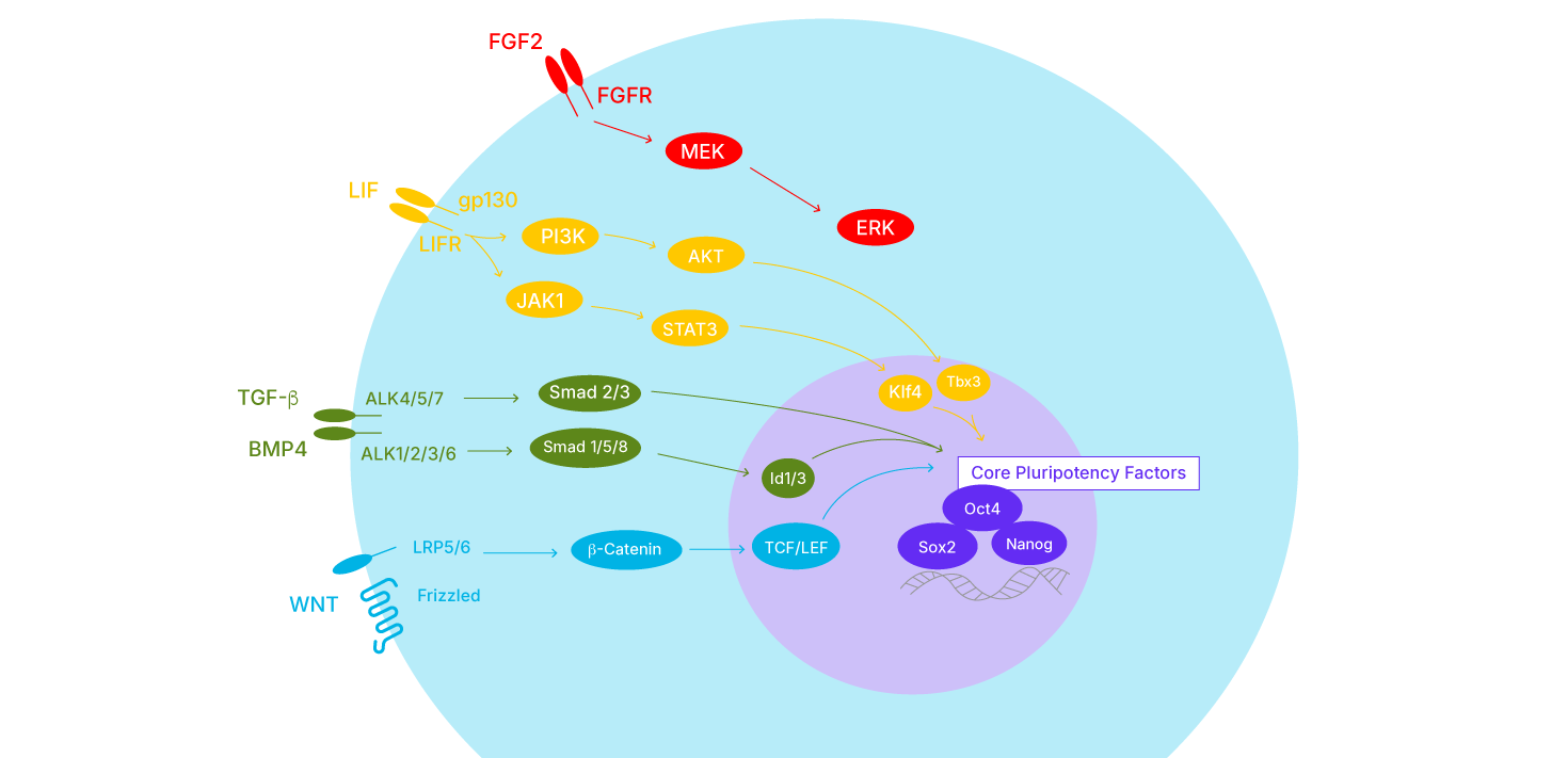 Stem Cell Signaling Pathway 1470