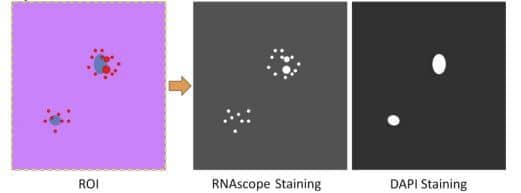 Figure 1. Analyzing each fluorescent channel separately