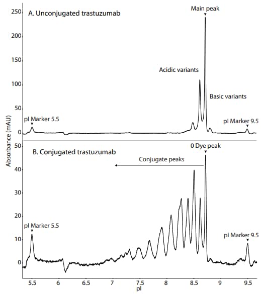 The absorbance profile of unconjugated and AF-350- conjugated trastuzumab