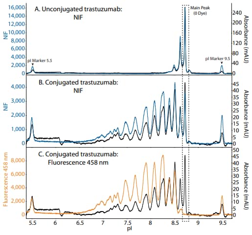 The NIF and 458 nm fluorescence profiles of unconjugated and conjugated mAb overlaid with the absorbance profiles