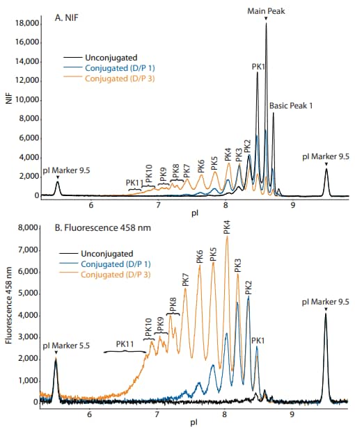 Overlaid electropherograms of unconjugated, D/P 1, and D/P 3 trastuzumab conjugates in the NIF channel and fluorescence 458 nm channe