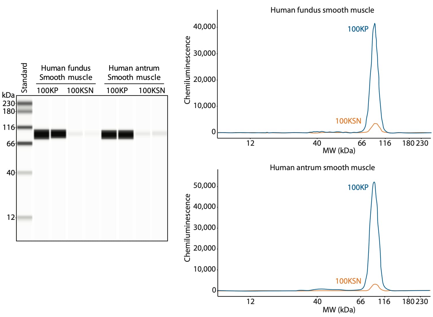 Characterization of β1 integrin expression using Simple Western