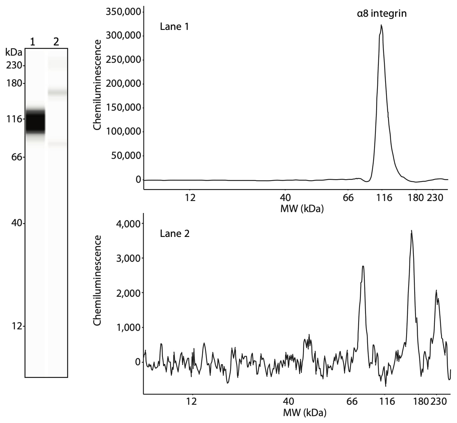 Analysis of α8 integrin, the binding partner of β1 integrin in smooth muscle cells