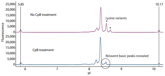 Treatment of adalimumab with CpB removes the lysine variants and reveals new relevant basic variants by icIEF analysis