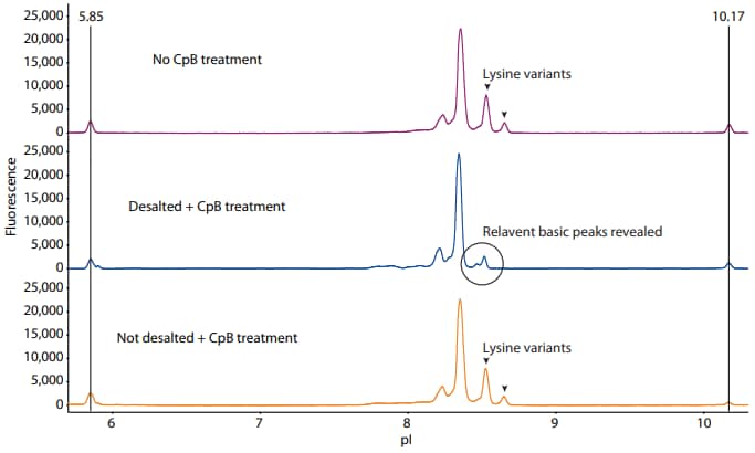 Activity of CpB when added after desalting the formulation buffer (middle panel), added directly to the formulation buffer without desalting (bottom panel), or not added at all (top panel)