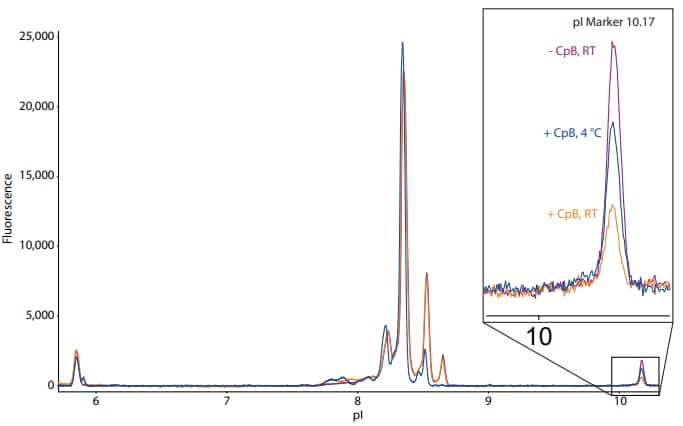 Collateral digestion of basic pI marker is reduced when the sample and ampholyte mix are cooled to 4 °C