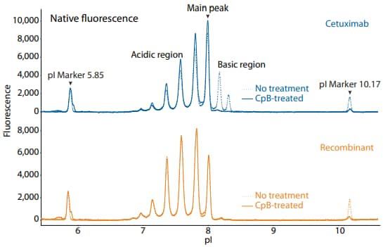 icIEF fluorescence (top) and peak area percentages (bottom) of cetuximab and a recombinant