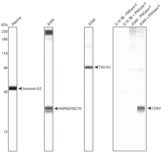 Detection of exosome targets by Simple Western