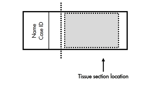 Tissue Section Location