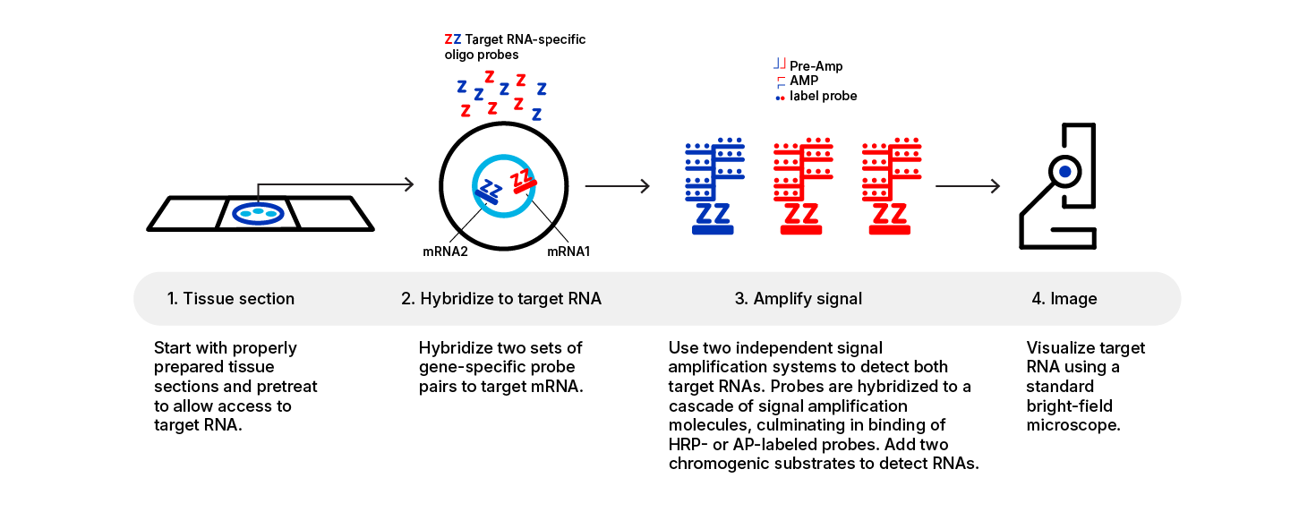 Figure 1. Procedure overview