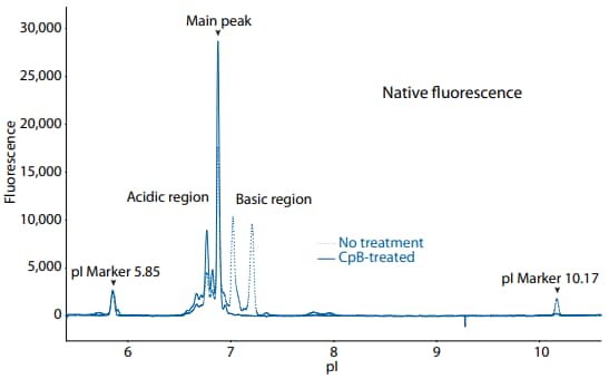 icIEF fluorescence (top) and peak area percentages (bottom) of infliximab