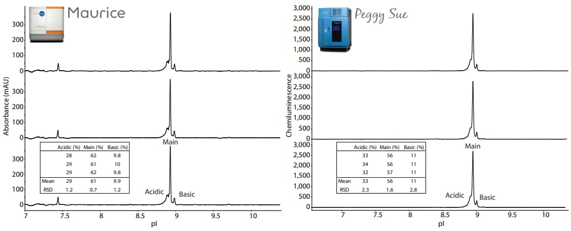 Three injections of the Maurice sample in Maurice reagents run on Maurice and three capillaries of the Peggy Sue sample in Maurice reagents on Peggy Sue